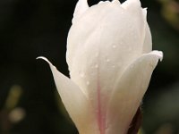 Kalm20140322 7011-MagBluete