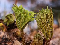 Kalm20140322 7030-Gunnera