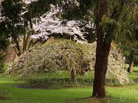 Kalm20140322 7041-Haenge
