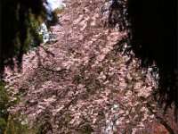 Kalm20140322 7064-durchblick