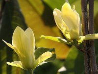 KalmthoutPlantendag 7748-Magnolia
