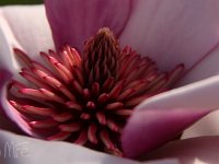 KalmthoutPlantendag 7750-Magnolia