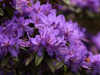 KalmthoutPlantendag 7762-rhodoblau