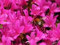 KalmthoutPlantendag 7766-biene-in-magenta
