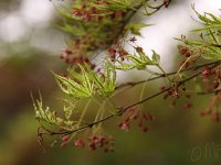KalmthoutPlantendag 7768-acer