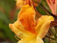 KalmthoutPlantendag 7775-Leuchterhodo
