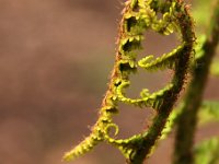 KalmthoutPlantendag 7780-Farn