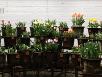 Kalmthout 2016 04 17 9688