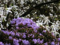 Kalmthout 2016 04 17 9691