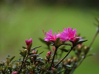Kalmthout 2016 04 17 9696