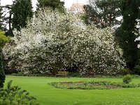 Kalmthout 2016 04 17 9698