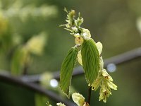 Kalmthout 2016 04 17 9700