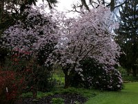 Kalmthout 2016 04 17 9704