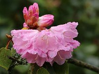 Kalmthout 2016 04 17 9718