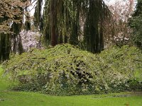 Kalmthout 2016 04 17 9722