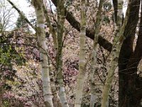 Kalmthout 2016 04 17 9730