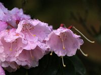 Kalmthout 2016 04 17 9735