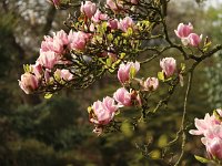 Kalmthout 2016 04 17 9754
