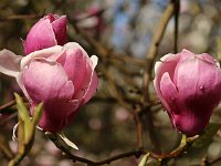 Kalmthout 2016 04 17 9758