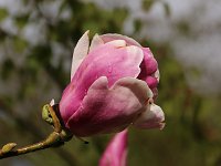 Kalmthout 2016 04 17 9759