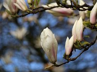 Kalmthout 2016 04 17 9762