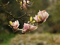 Kalmthout 2016 04 17 9764