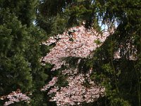 Kalmthout 2016 04 17 9787