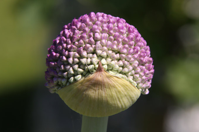 Allium-2012-05-26_8451