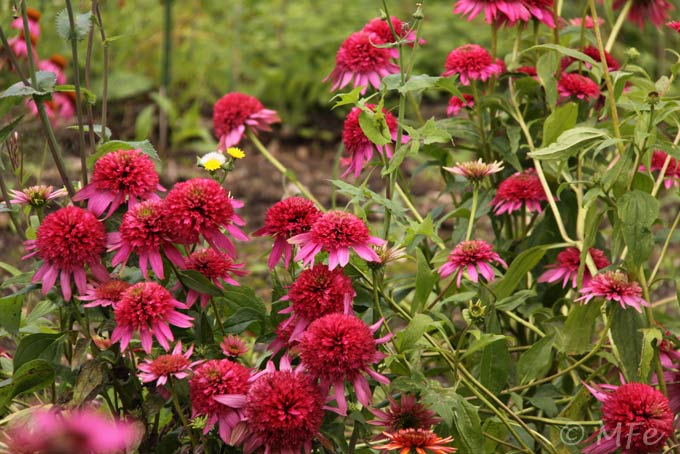 Echinacea-Cotton-Candy-2012-07-22_9896