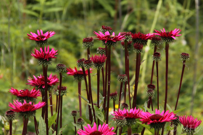 Echinacea-Fatal-Attraction-2012-07-22_9907