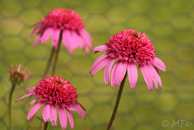 Echinacea-Pink-Double-Delight-2012-07-22_9986