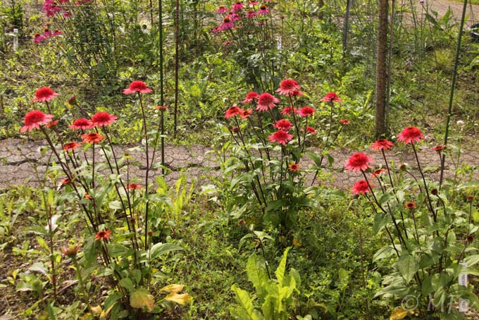 Echinacea-Raspberry-Truffle-2012-07-22_0001